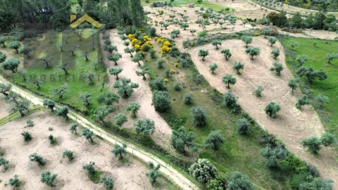 Terreno Agricola ou Rústico para Venda em Freixial e Juncal do Campo