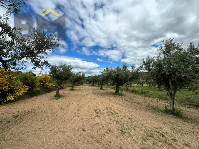 Terreno Agricola ou Rústico para Venda em Freixial e Juncal do Campo Foto 4