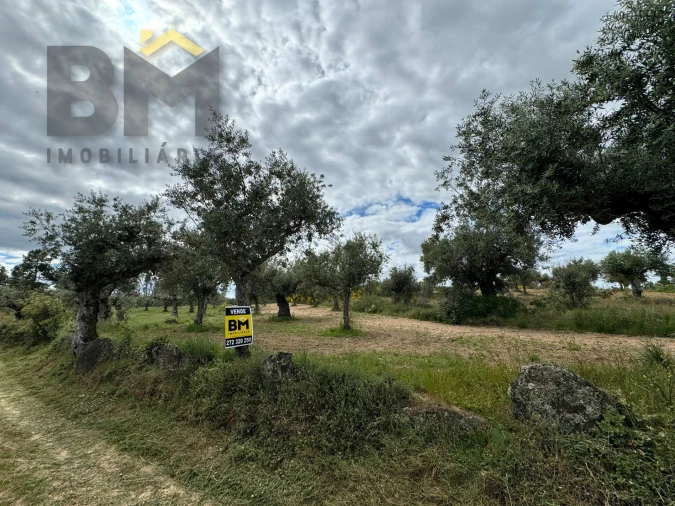Terreno Agricola ou Rústico para Venda em Freixial e Juncal do Campo Foto 17