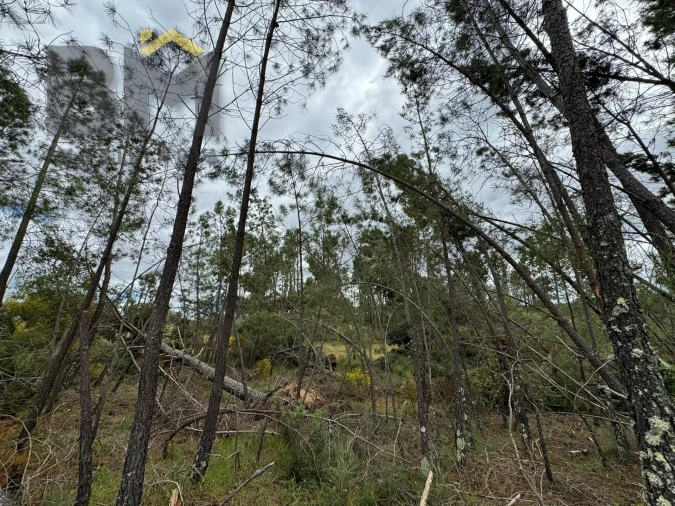 Terreno Agricola ou Rústico para Venda em Freixial e Juncal do Campo Foto 5
