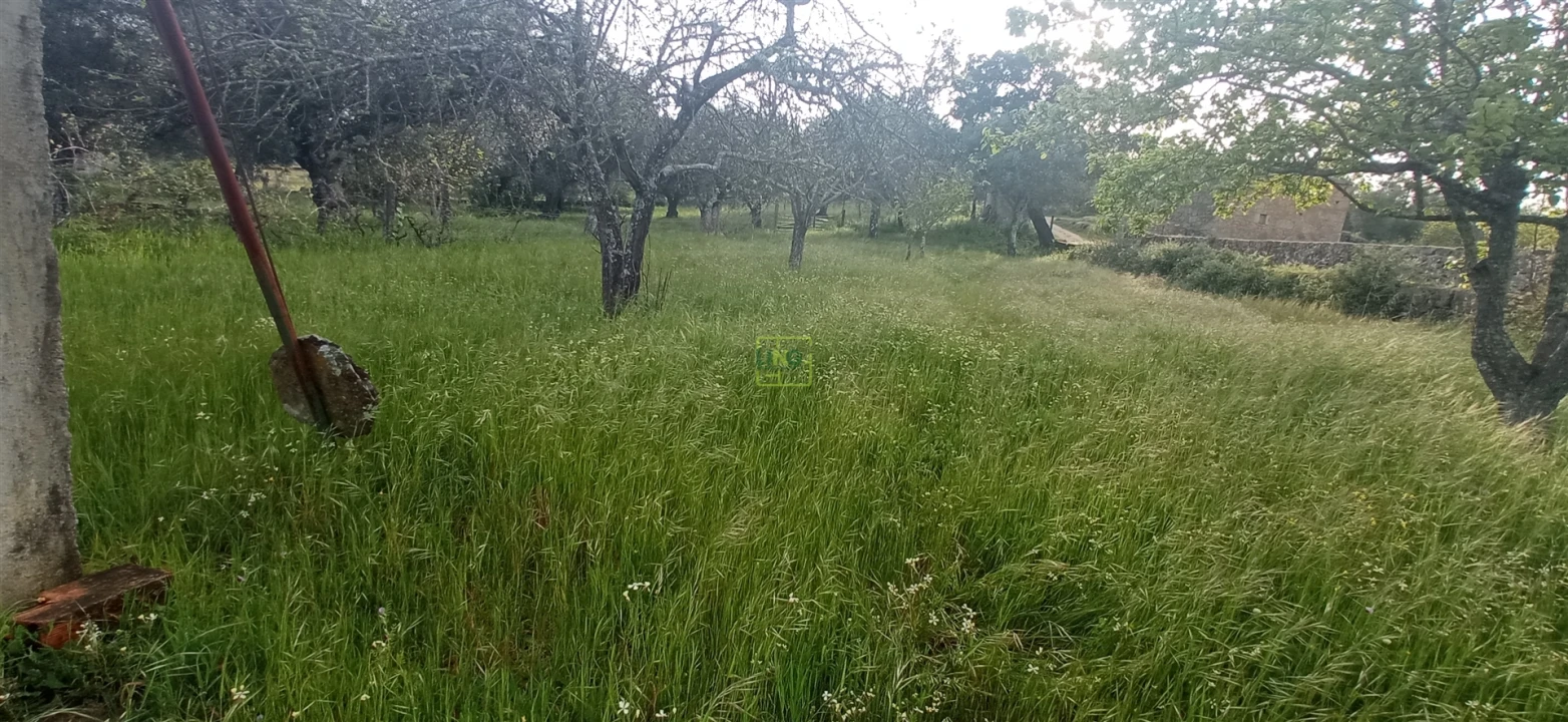 Terreno para Venda em Pedrógão de São Pedro e Bemposta Foto 12
