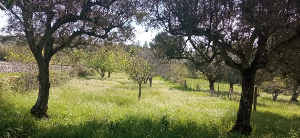 Terreno para Venda em Pedrógão de São Pedro e Bemposta