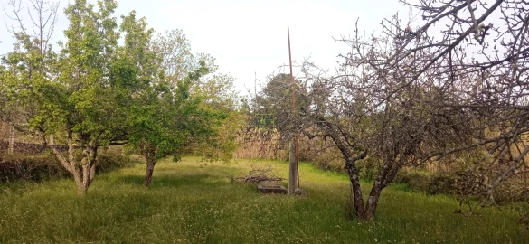 Terreno para Venda em Pedrógão de São Pedro e Bemposta