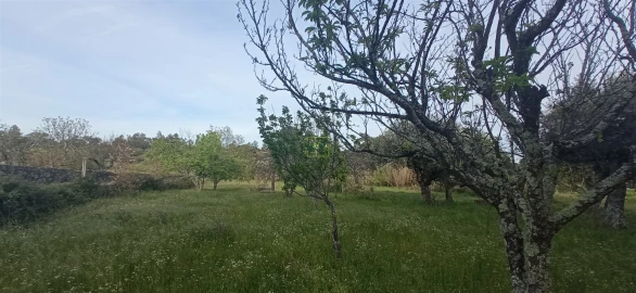Terreno para Venda em Pedrógão de São Pedro e Bemposta