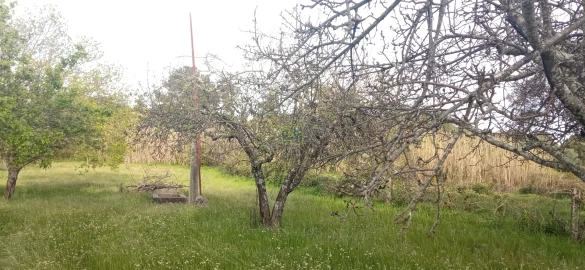 Terreno para Venda em Pedrógão de São Pedro e Bemposta