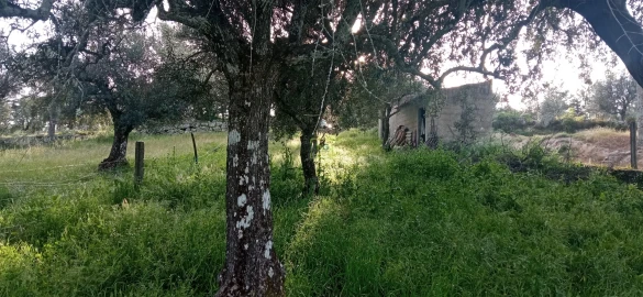 Terreno para Venda em Pedrógão de São Pedro e Bemposta