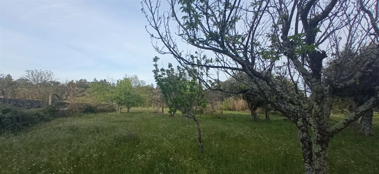 Terreno para Venda em Pedrógão de São Pedro e Bemposta Foto 7