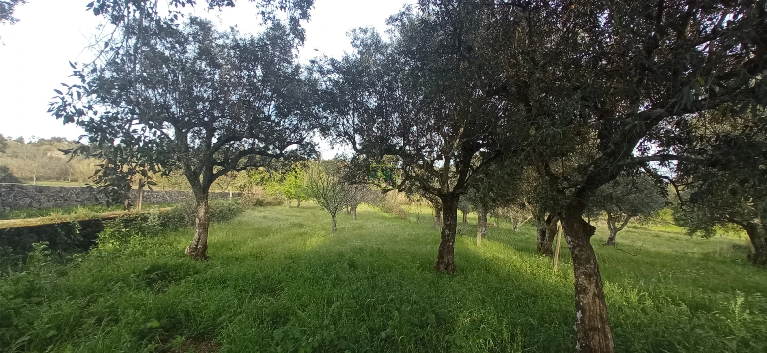Terreno para Venda em Pedrógão de São Pedro e Bemposta Foto 5