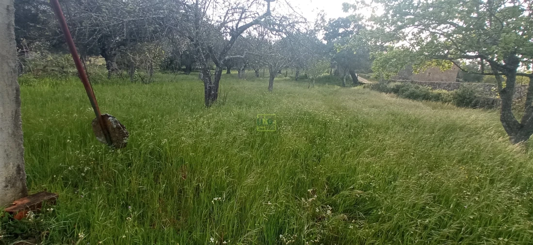 Terreno para Venda em Pedrógão de São Pedro e Bemposta Foto 12