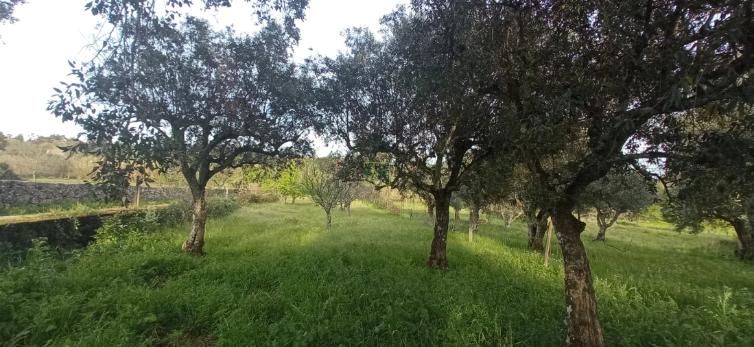 Terreno para Venda em Pedrógão de São Pedro e Bemposta Foto 5