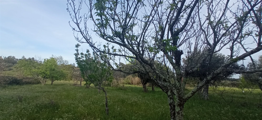Terreno para Venda em Pedrógão de São Pedro e Bemposta Foto 6