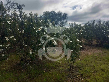 Terreno para Venda em Vila Nova de São Bento e Vale de Vargo