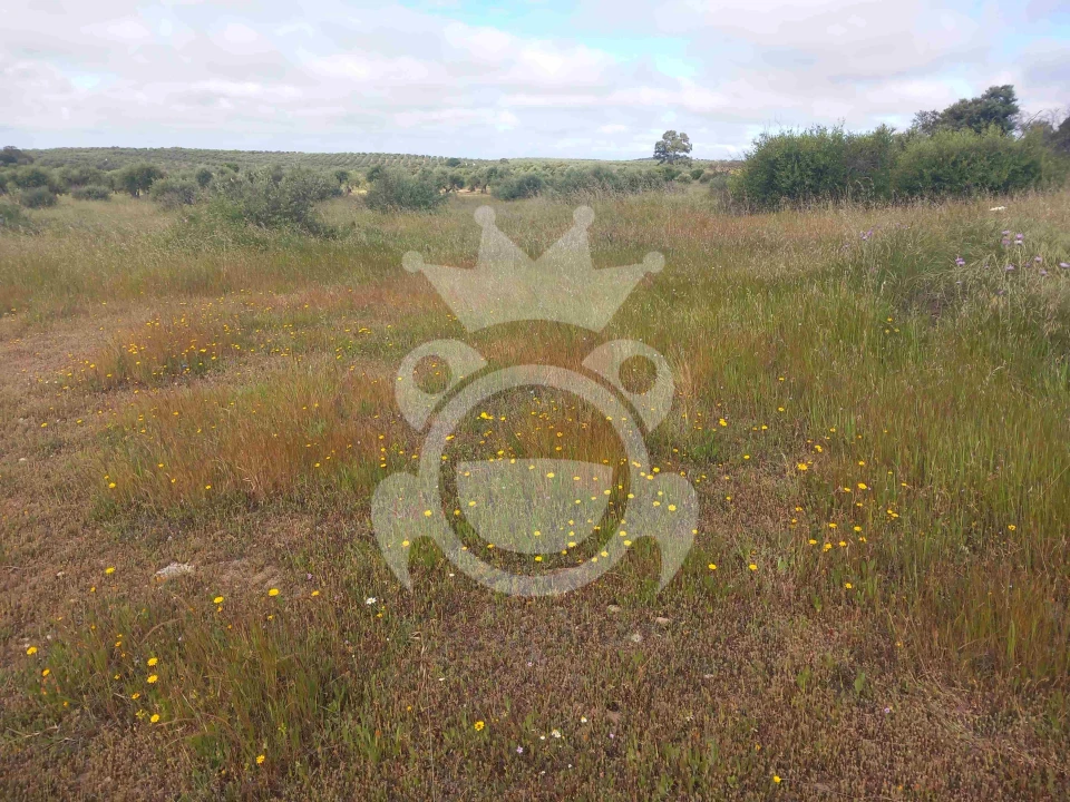 Terreno para Venda em Vila Nova de São Bento e Vale de Vargo Foto 12