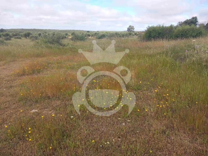 Terreno para Venda em Vila Nova de São Bento e Vale de Vargo Foto 12