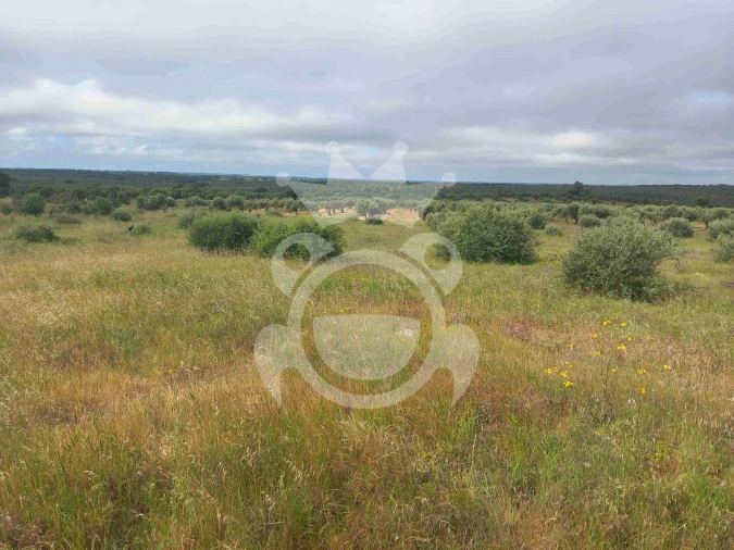 Terreno para Venda em Vila Nova de São Bento e Vale de Vargo Foto 13