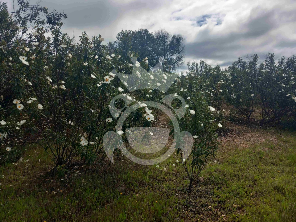 Terreno para Venda em Vila Nova de São Bento e Vale de Vargo Foto 10