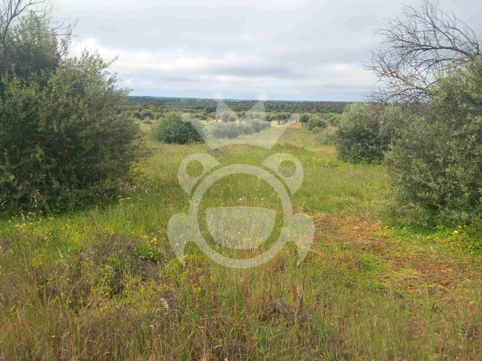 Terreno para Venda em Vila Nova de São Bento e Vale de Vargo Foto 6