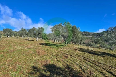 Terreno para Venda em Vinhais