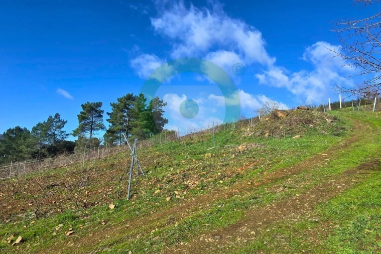 Terreno para Venda em Vinhais Foto 5