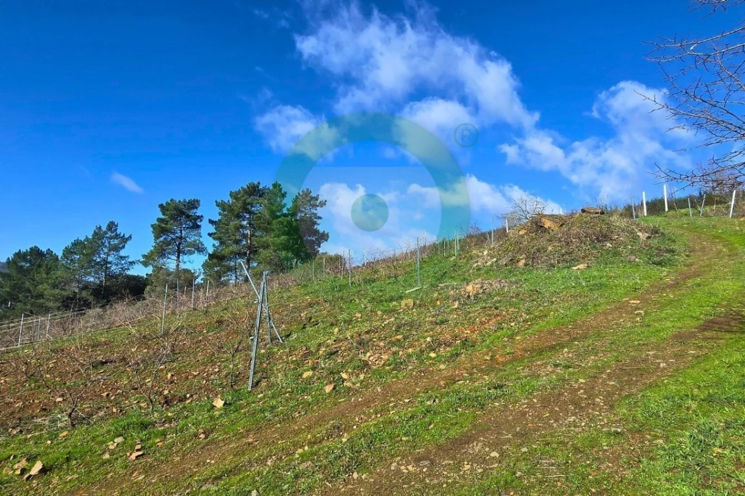 Terreno para Venda em Vinhais Foto 5