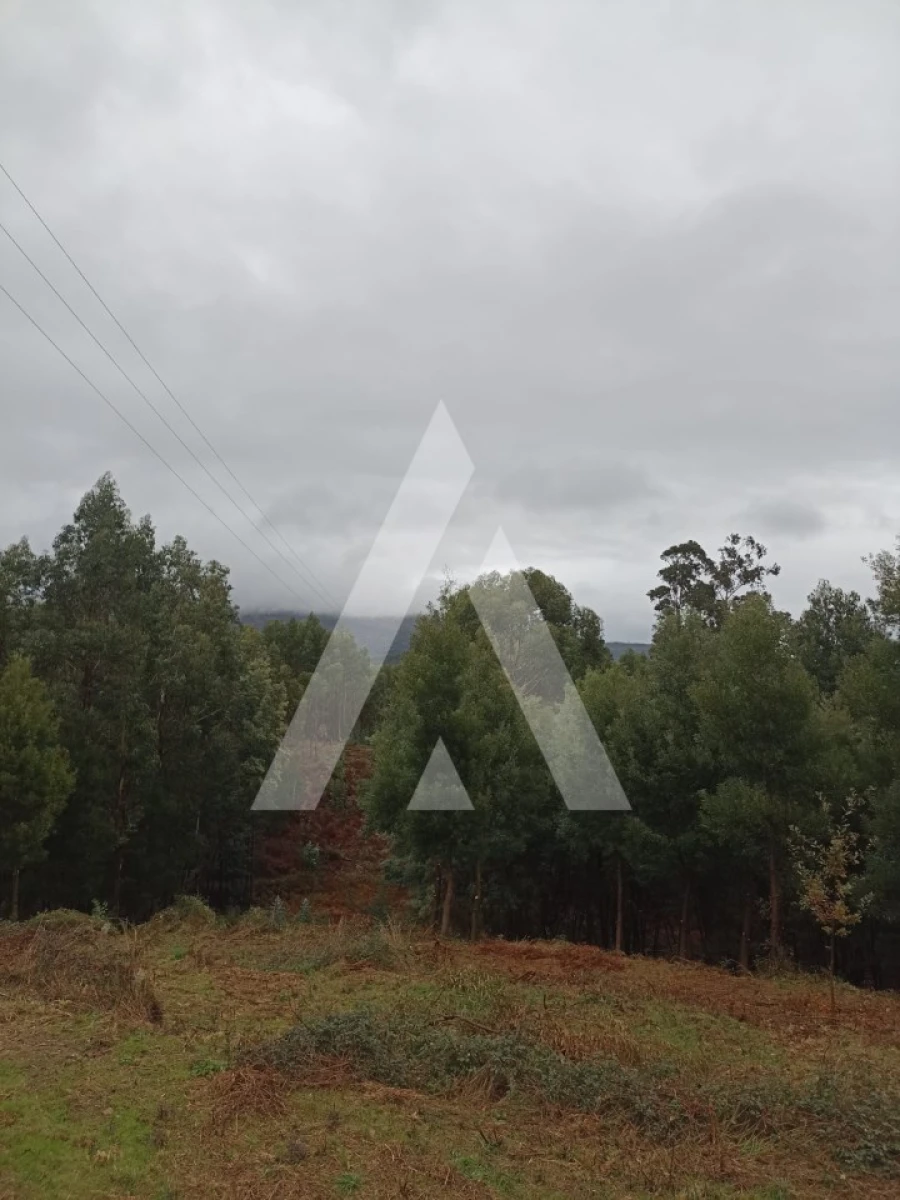 Terreno para Venda em Nogueira, Meixedo e Vilar de Murteda Foto 7