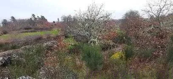 Terreno para Venda em Touro