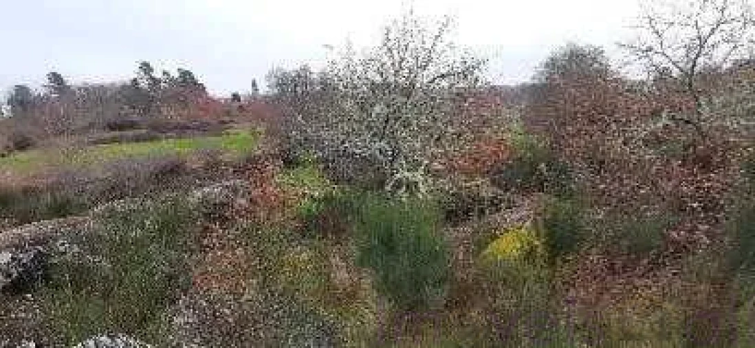 Terreno para Venda em Touro Foto 4