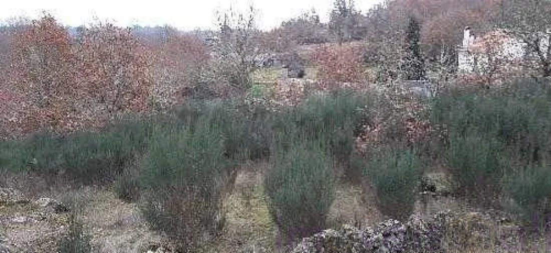 Terreno para Venda em Touro Foto 2