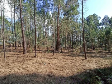 Terreno para Venda em Gandra e Taião