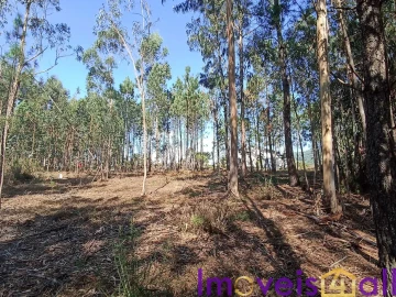 Terreno para Venda em Gandra e Taião