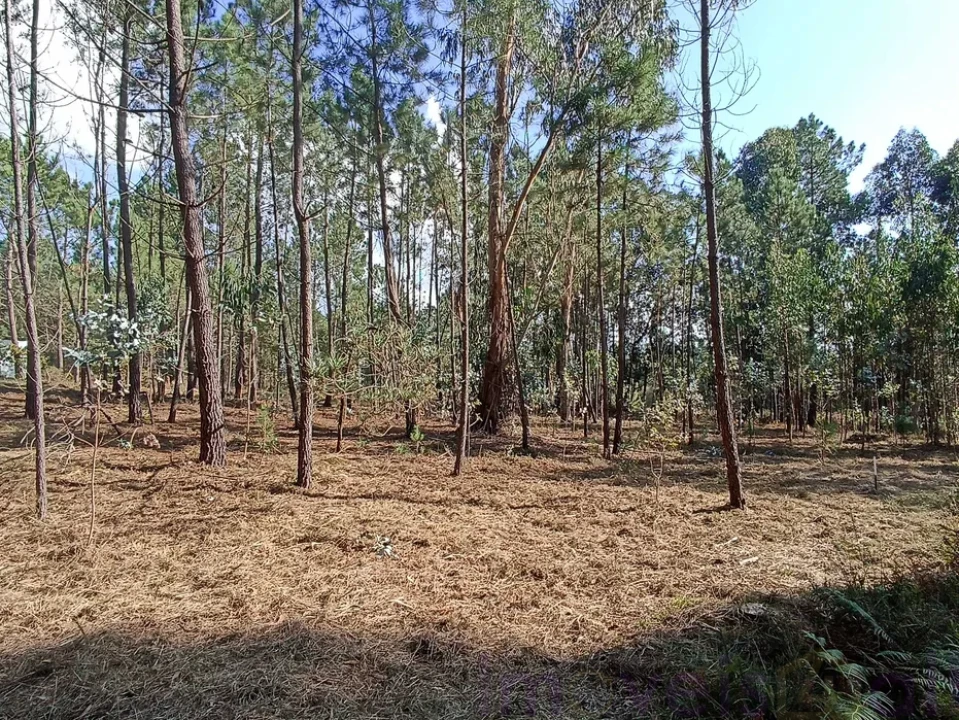Terreno para Venda em Gandra e Taião Foto 4