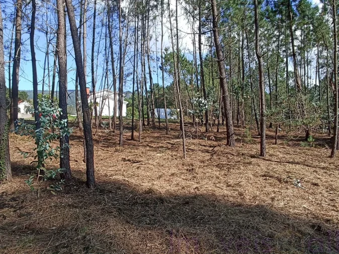 Terreno para Venda em Gandra e Taião Foto 2
