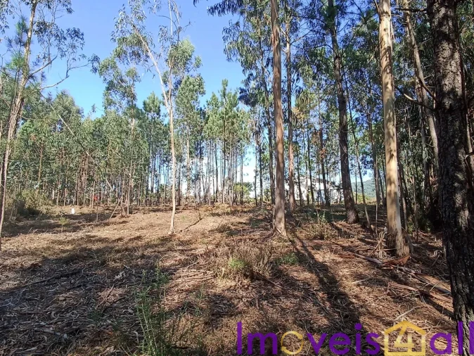 Terreno para Venda em Gandra e Taião Foto 3