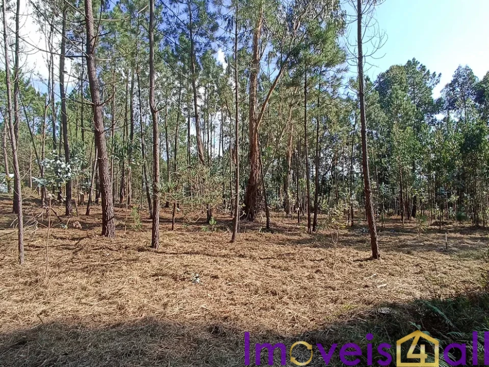 Terreno para Venda em Gandra e Taião Foto 4