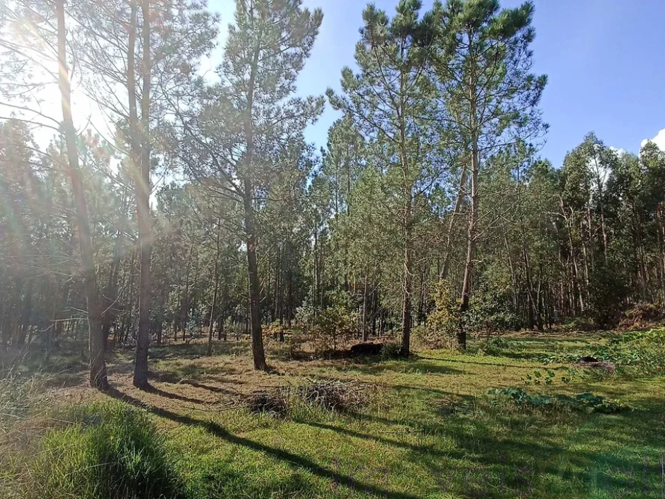 Terreno para Venda em Gandra e Taião Foto 1