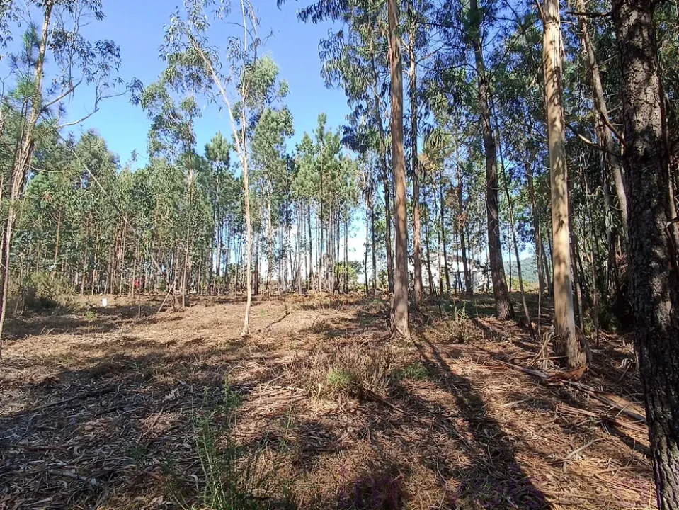 Terreno para Venda em Gandra e Taião Foto 3