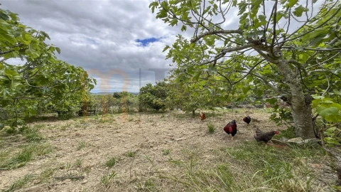 Quinta T5 para Venda em São Brás de Alportel