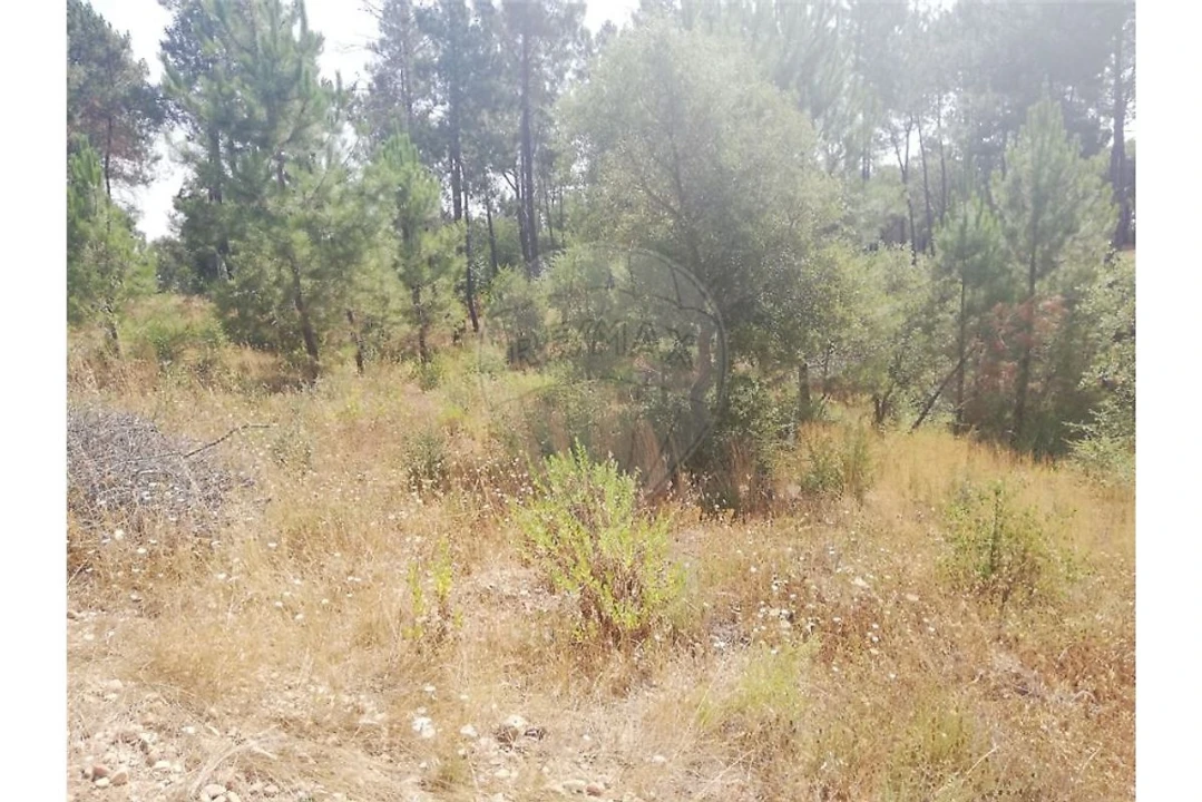 Terreno para Venda em Brogueira, Parceiros de Igreja e Alcorochel Foto 25