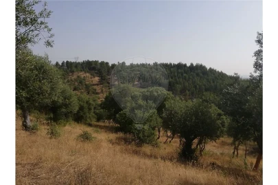 Terreno para Venda em Brogueira, Parceiros de Igreja e Alcorochel