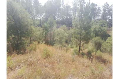 Terreno para Venda em Brogueira, Parceiros de Igreja e Alcorochel