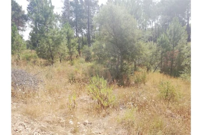 Terreno para Venda em Brogueira, Parceiros de Igreja e Alcorochel