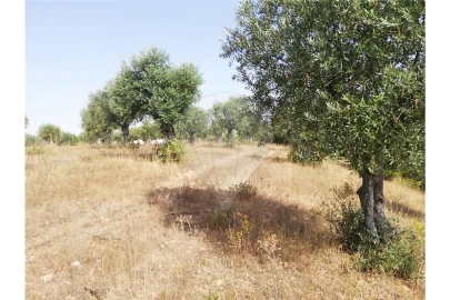 Terreno para Venda em Brogueira, Parceiros de Igreja e Alcorochel