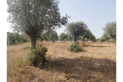 Terreno para Venda em Brogueira, Parceiros de Igreja e Alcorochel