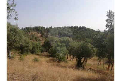 Terreno para Venda em Brogueira, Parceiros de Igreja e Alcorochel