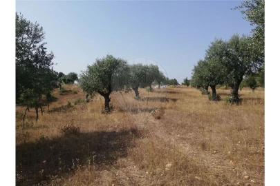 Terreno para Venda em Brogueira, Parceiros de Igreja e Alcorochel
