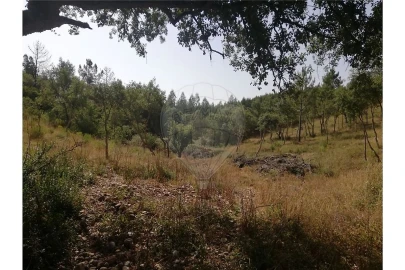 Terreno para Venda em Brogueira, Parceiros de Igreja e Alcorochel