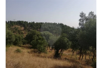 Terreno para Venda em Brogueira, Parceiros de Igreja e Alcorochel