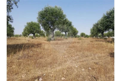 Terreno para Venda em Brogueira, Parceiros de Igreja e Alcorochel