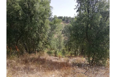 Terreno para Venda em Brogueira, Parceiros de Igreja e Alcorochel