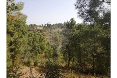 Terreno para Venda em Brogueira, Parceiros de Igreja e Alcorochel